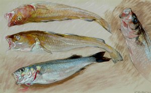 「サバの網」のための4つの魚の研究、1912年（紙に油彩） 作： William Shackleton